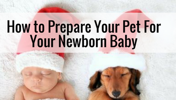 How To Safely Prepare Your Fur Baby For Your Newborn!